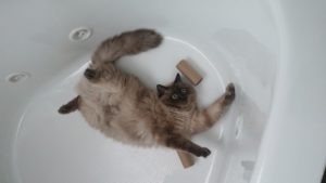 cat-in-a-tub