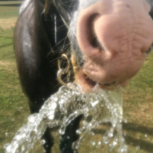 horse-drinking-water