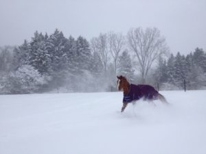 snow-day-horse