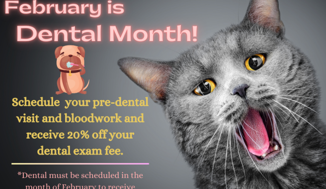 FEBRUARY IS DENTAL MONTH!